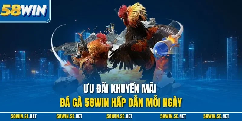 Ưu đãi khuyến mãi đá gà 58WIN hấp dẫn mỗi ngày
